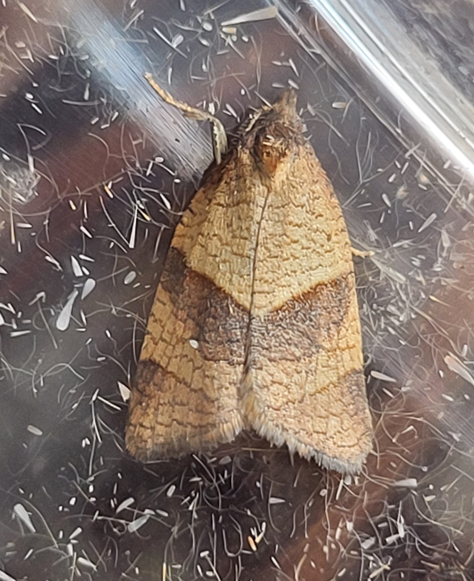 Photo of Cinquefoil Twist (Philedone gerningana)